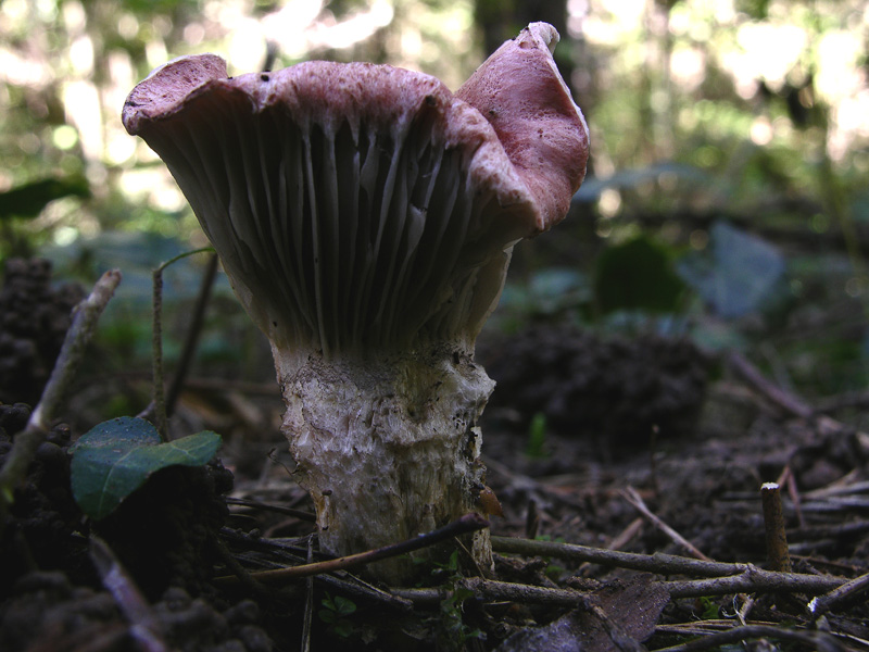 Ordine Boletales,facili Gomphidiaceae.